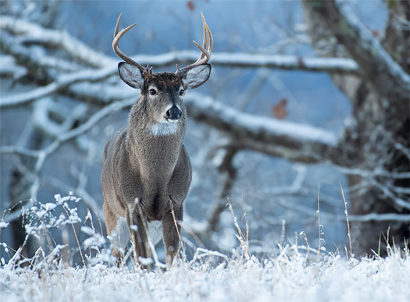 Hunting season time 2